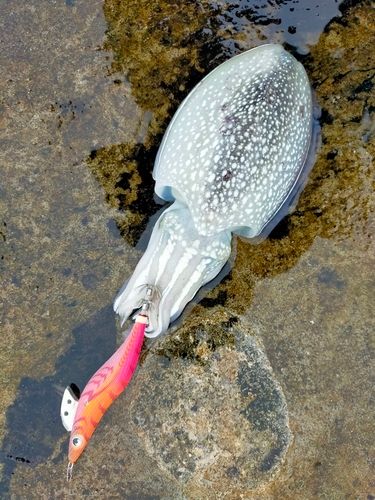 シリヤケイカの釣果