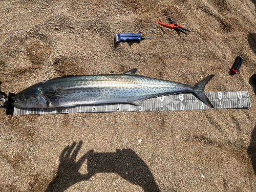 サワラの釣果