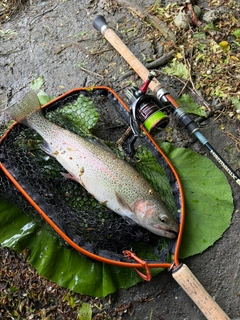ニジマスの釣果