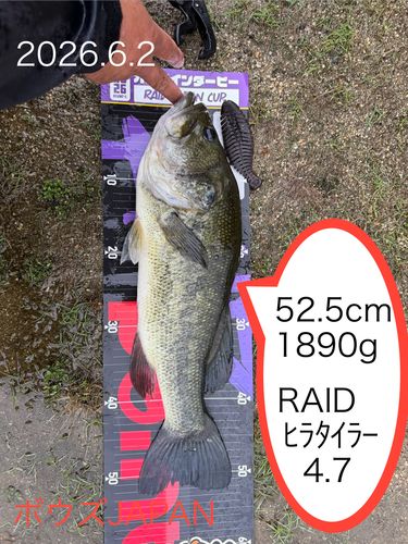 ブラックバスの釣果