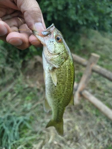 ラージマウスバスの釣果・釣り情報まとめ【2026年最新
