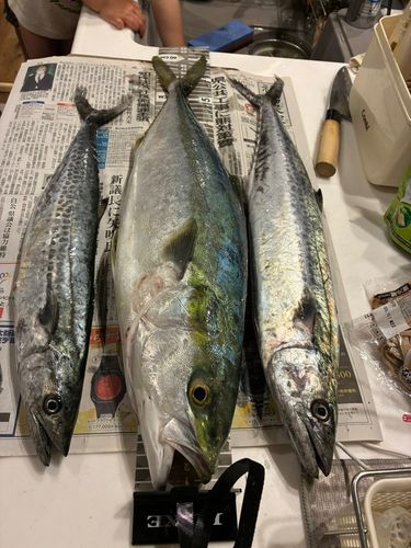 ワラサの釣果