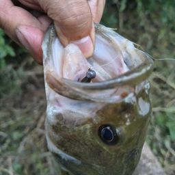 ラージマウスバスの釣果・釣り情報まとめ【2026年最新