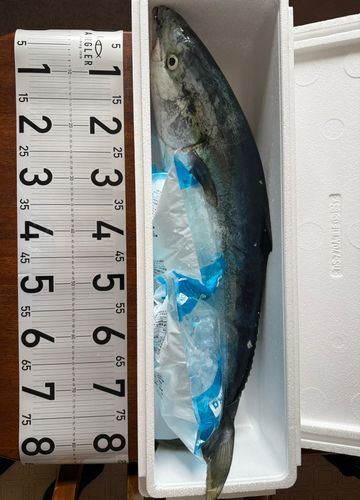 ブリの釣果