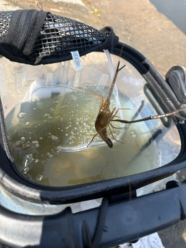 茨城県で釣れたライギョの釣り・釣果情報 - アングラーズ | 釣果600万