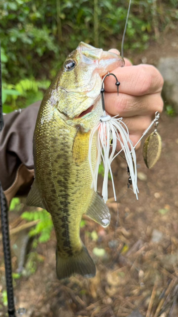 SHIMANO 14ポイズンアルティマ 174MH-Gの最安値・インプレ・釣果