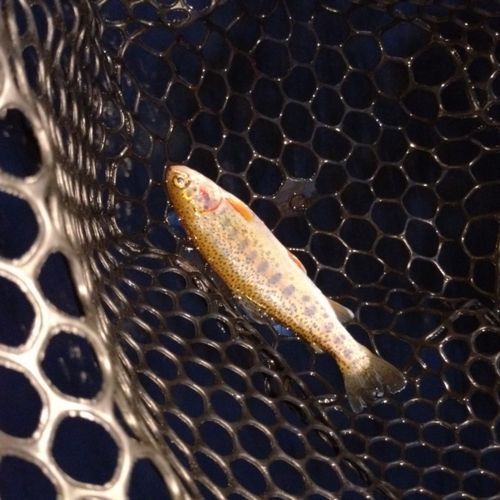 ニジマスの釣果
