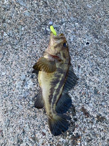 シマゾイの釣果