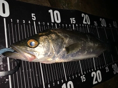 フッコ（マルスズキ）の釣果