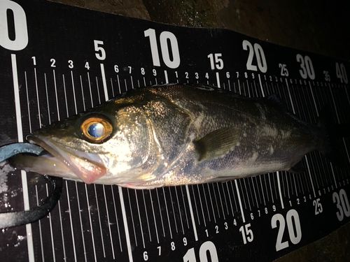 フッコ（マルスズキ）の釣果