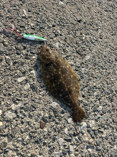 ソゲの釣果