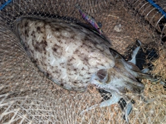 カミナリイカの釣果