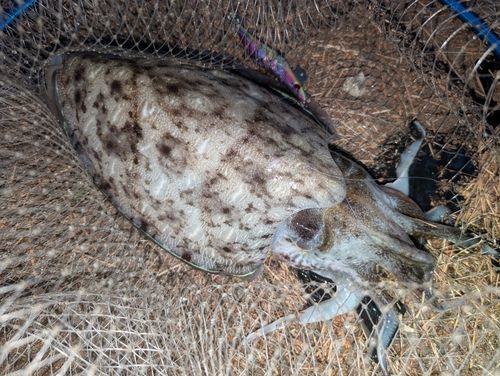 カミナリイカの釣果