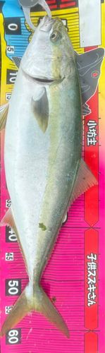 ワラサの釣果