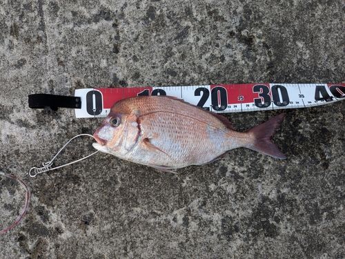 チダイの釣果