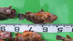 カサゴの釣果