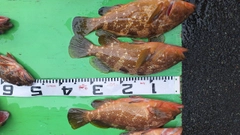 キジハタの釣果