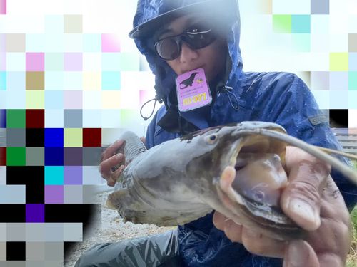 マナマズの釣果