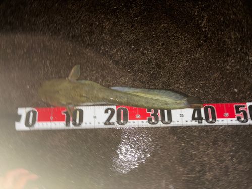 マナマズの釣果