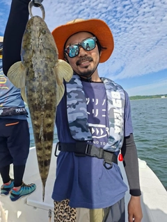 マゴチの釣果