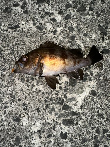 シロメバルの釣果