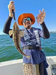 マゴチの釣果