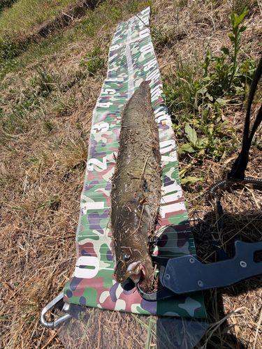 ナマズの釣果