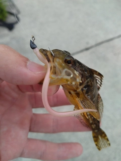 アナハゼの釣果
