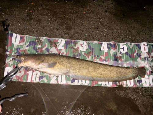 ナマズの釣果