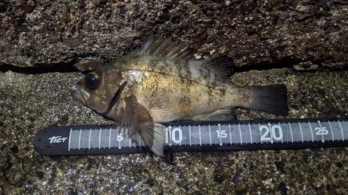 メバルの釣果