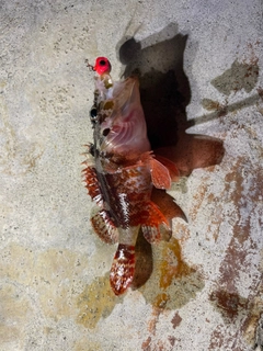 イソカサゴの釣果