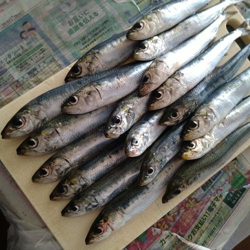 イワシの釣果
