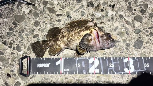 ハチガラの釣果