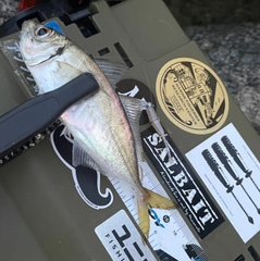 マアジの釣果