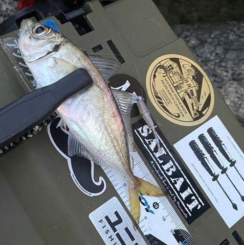 マアジの釣果