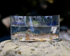 ニッコウイワナの釣果