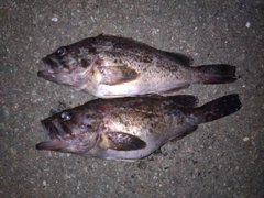ソイの釣果