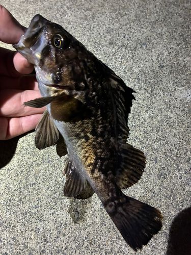 ソイの釣果