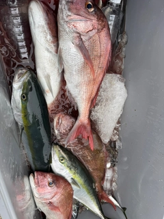 ワラサの釣果