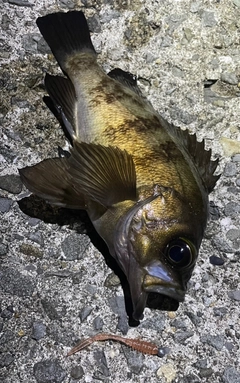 メバルの釣果