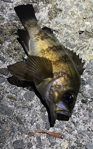 メバルの釣果