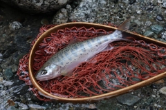 アマゴの釣果