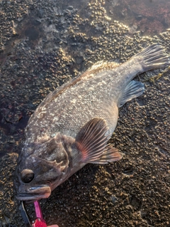 クロソイの釣果