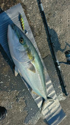 ブリの釣果