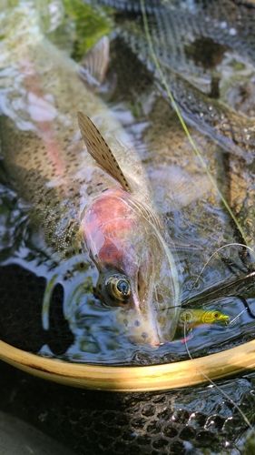 ニジマスの釣果
