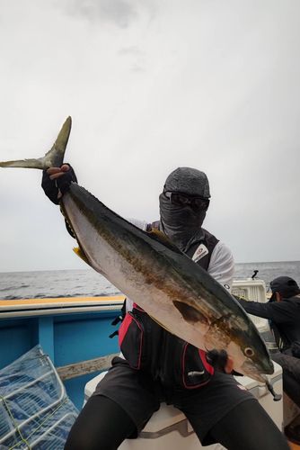 ヒラマサの釣果