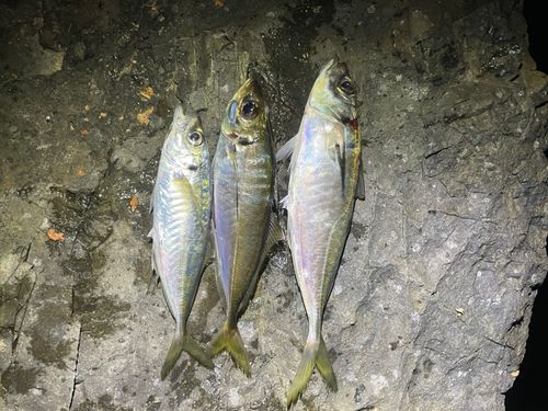 アジの釣果