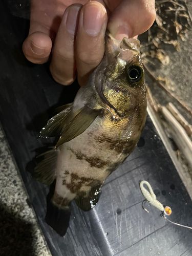 メバルの釣果