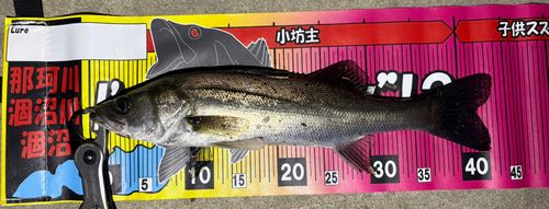 フッコ（マルスズキ）の釣果