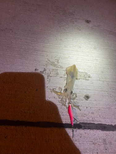 マメイカの釣果
